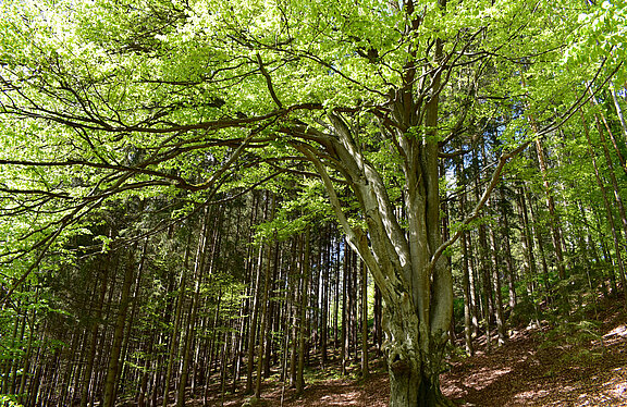 Zigeunerbuche St. Leonhard bei Freistadt